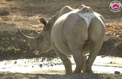 rino sexy